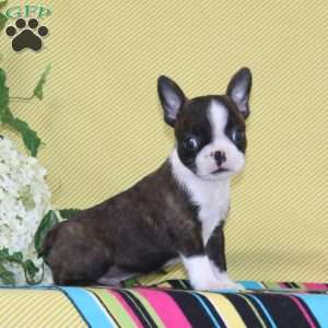 Pierre, Boston Terrier Puppy